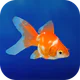 金魚育成アプリ・ポケット金魚 icon