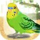 癒しのインコ育成ゲーム icon